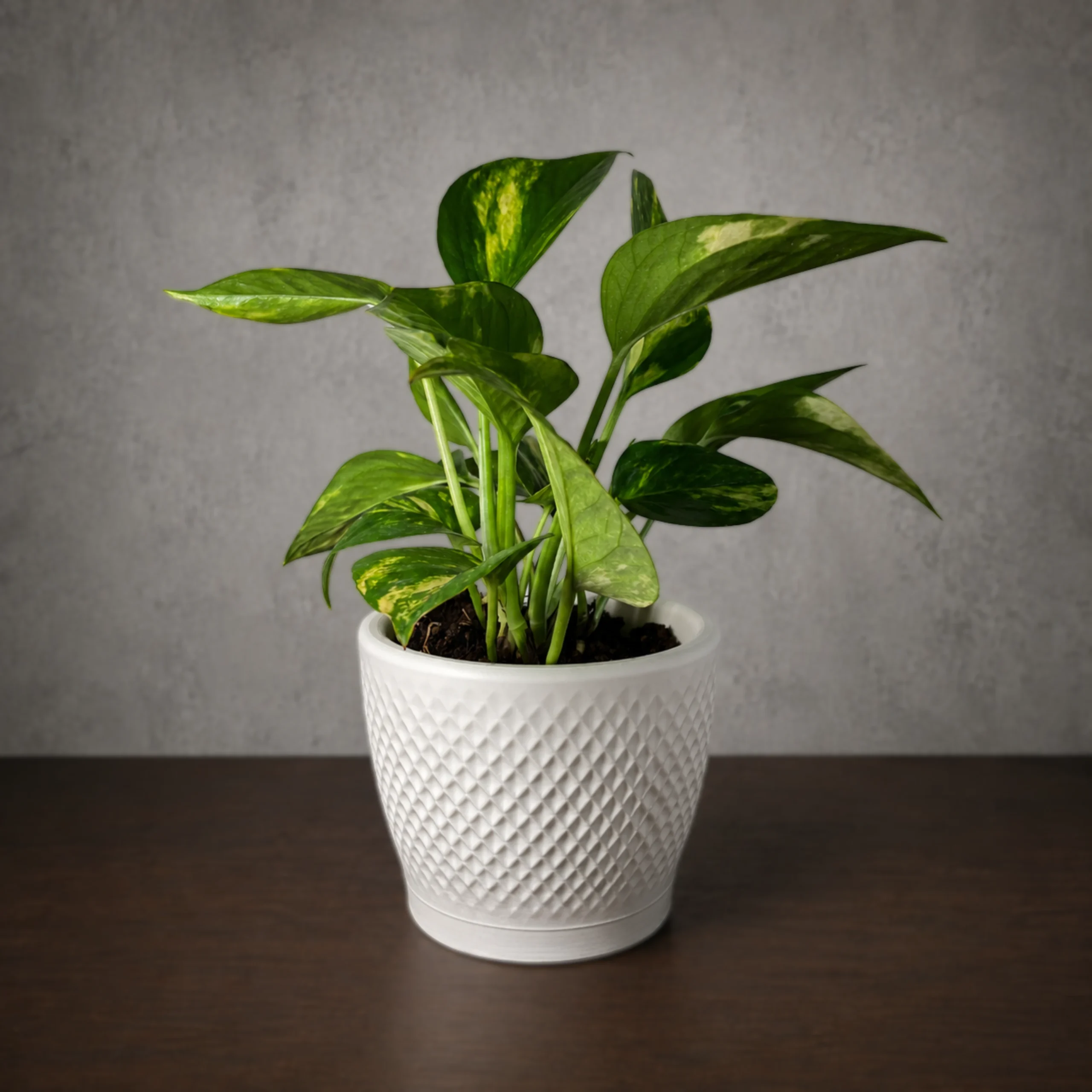 Facet 植木鉢 ホワイト - 画像 (2)